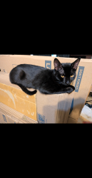 Lost Male Cat last seen Blue mound, Blue Mound, TX 76131