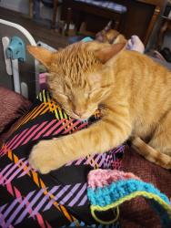 Lost Male Cat last seen Eppinger Blvd and Fir Drive, Thornton, CO 80229