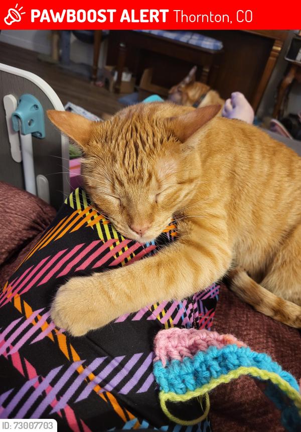 Lost Male Cat last seen Eppinger Blvd and Fir Drive, Thornton, CO 80229