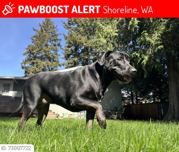 Lost Female Dog last seen 19th and 198th NW, Shoreline, WA 98177