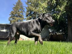 Lost Female Dog last seen 19th and 198th NW, Shoreline, WA 98177