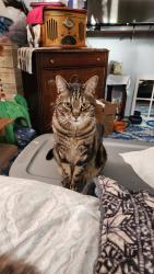 Lost Male Cat last seen West Maryland drive and Wesley Louisiana avenue, Lakewood, CO 80228