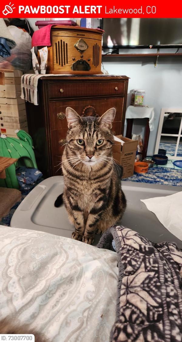 Lost Male Cat last seen West Maryland drive and Wesley Louisiana avenue, Lakewood, CO 80228