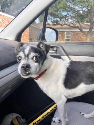 Found/Stray Male Dog last seen 70th & Norfolk, Lubbock, TX 79413