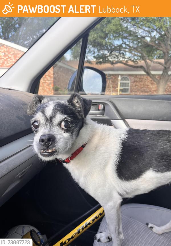 Found/Stray Male Dog last seen 70th & Norfolk, Lubbock, TX 79413