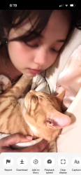 Lost Male Cat last seen Williamston area, Williamston, SC 29697