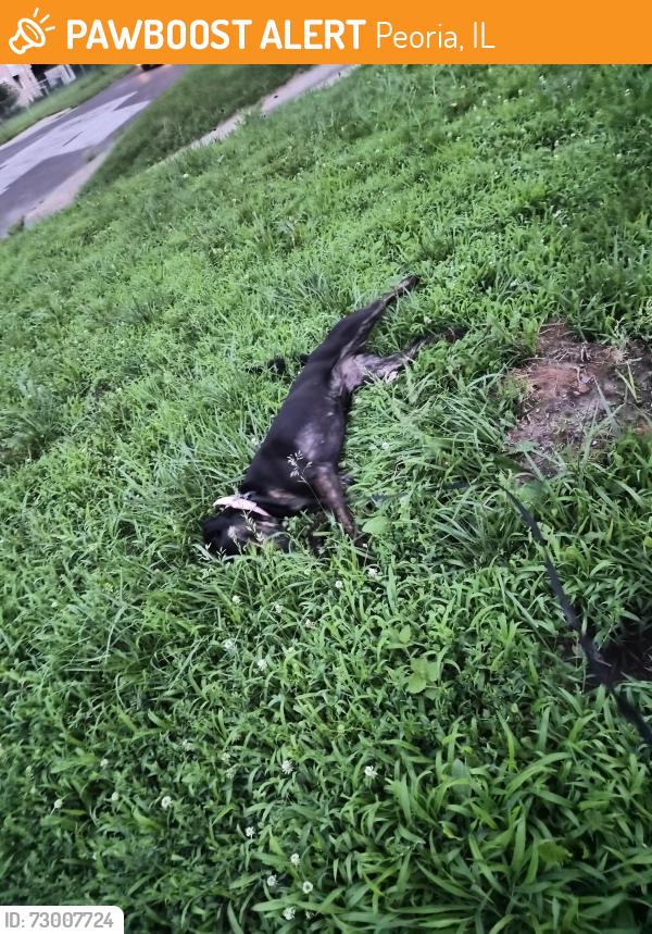 Found/Stray Female Dog last seen Near NE Rock Island ave, Peoria, IL 61603