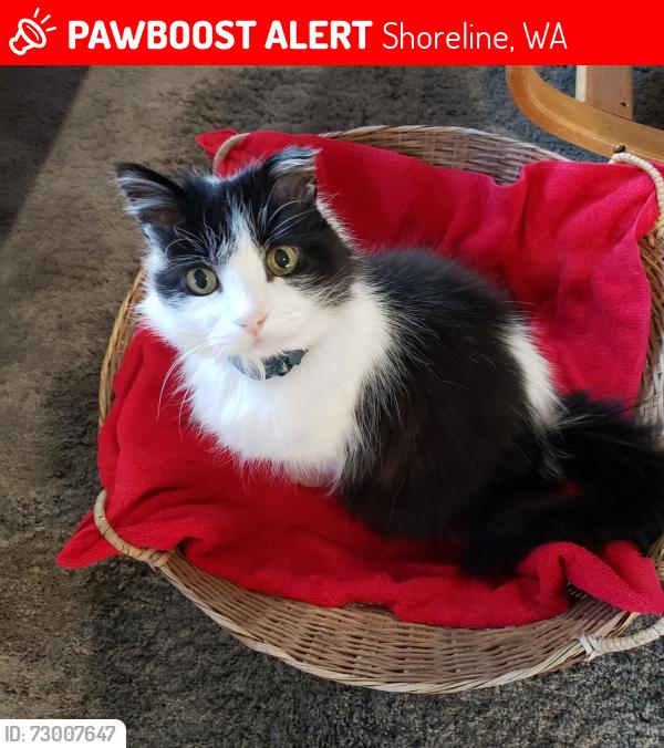 Lost Male Cat last seen 1st Avenue NW & 182nd St, Shoreline, WA 98177