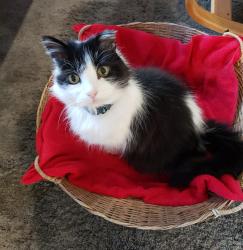 Lost Male Cat last seen 1st Avenue NW & 182nd St, Shoreline, WA 98177