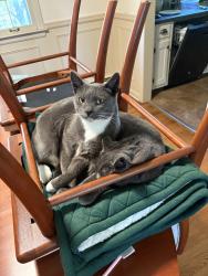 Lost Male Cat last seen Carry st, Manlius, NY 13104