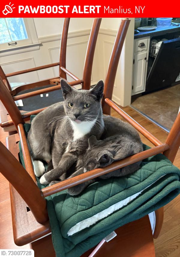 Lost Male Cat last seen Carry st, Manlius, NY 13104