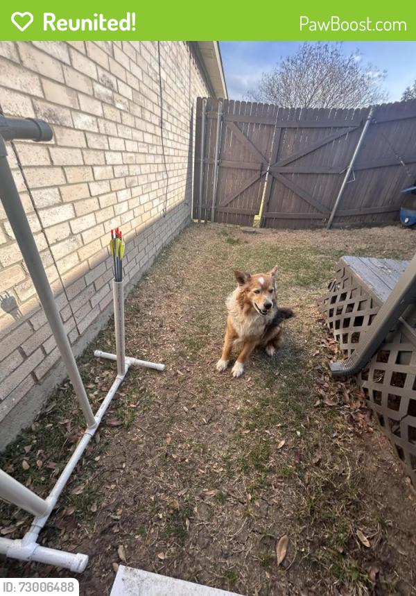 Reunited Male Dog last seen Last seen on Meadows Dr in the neighborhood across from Marshall elementary , Grand Prairie, TX 75052