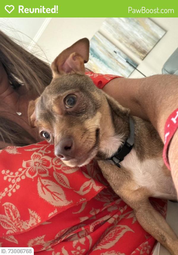 Reunited Male Dog last seen Old Metro Parkway and Metro Parkway, Fort Myers, FL 33916