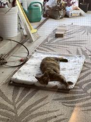 Reunited Female Cat last seen South Park Victoria Drive, Murphy Park, Yosemite Drive Milpitas Fire Department, Milpitas, CA 95035