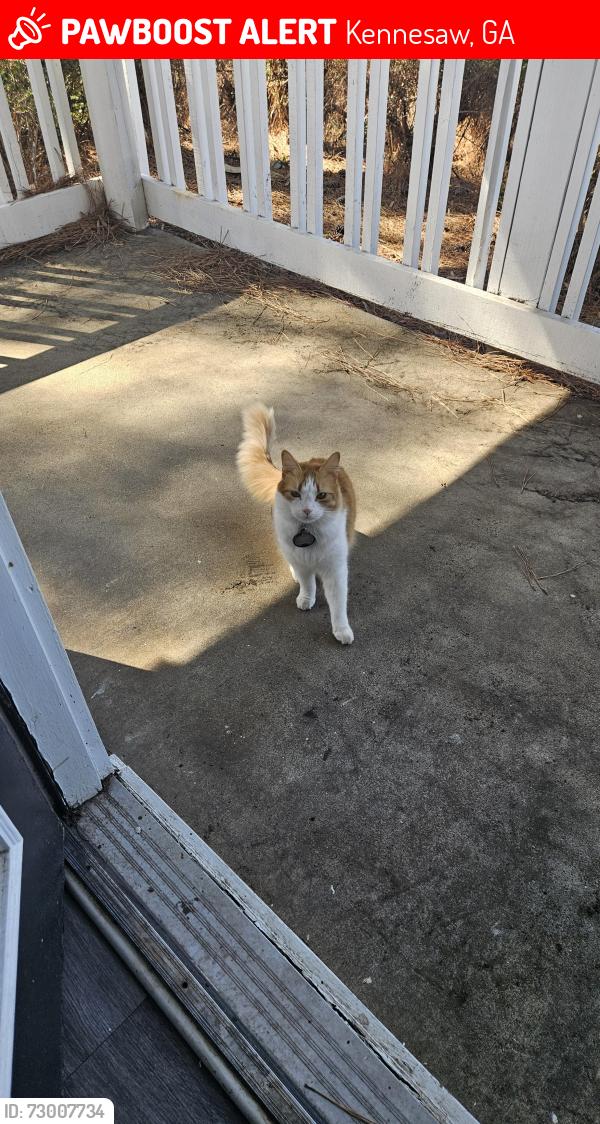 Lost Male Cat last seen Near Executive Lane, Kennesaw, Georgia,, Kennesaw, GA 30144