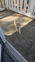 Lost Male Cat last seen Near Executive Lane, Kennesaw, Georgia,, Kennesaw, GA 30144