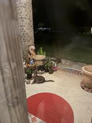 Found/Stray Unknown Cat last seen Kempton and Elkhart, Navarre, FL 32566