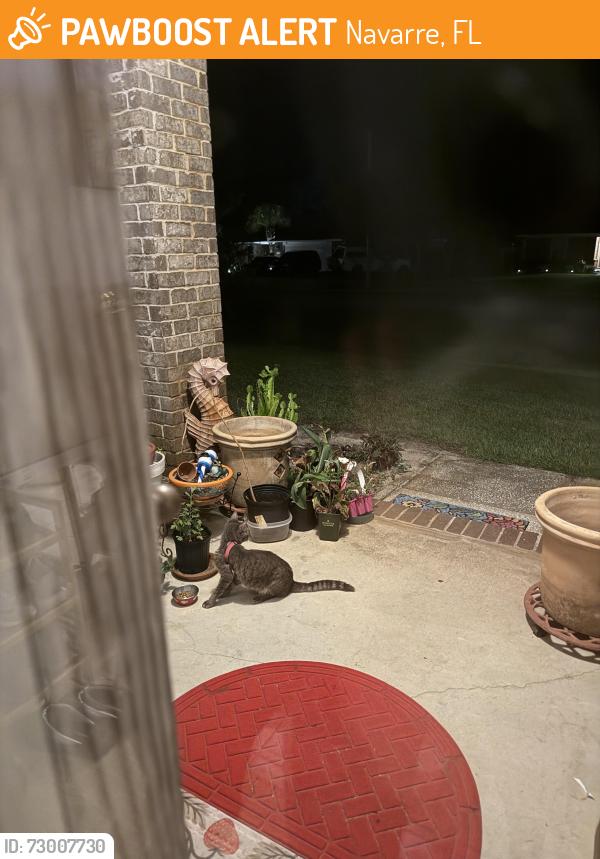 Found/Stray Unknown Cat last seen Kempton and Elkhart, Navarre, FL 32566