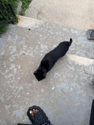 Reunited Male Cat last seen Wentworth 166th, Calumet City, IL 60409