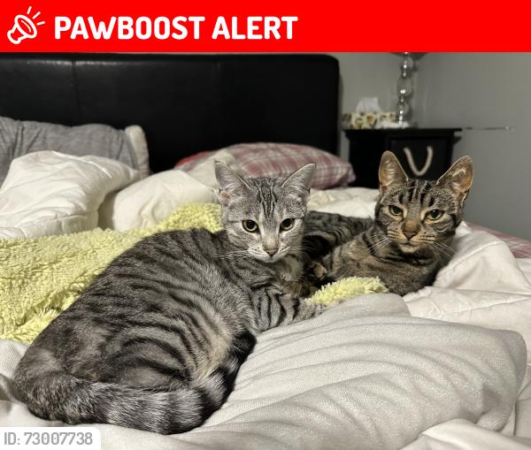 Lost Female Cat last seen Crawford dr & Monaghan rd, Peterborough, ON K9J
