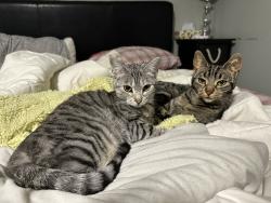 Lost Female Cat last seen Crawford dr & Monaghan rd, Peterborough, ON K9J