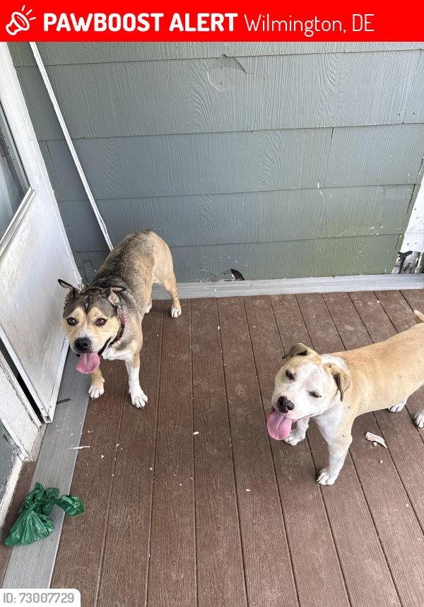 Lost Female Dog last seen Intersection of N. DuPont and Old DuPont rd , Wilmington, DE 19804