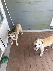Lost Female Dog last seen Intersection of N. DuPont and Old DuPont rd , Wilmington, DE 19804