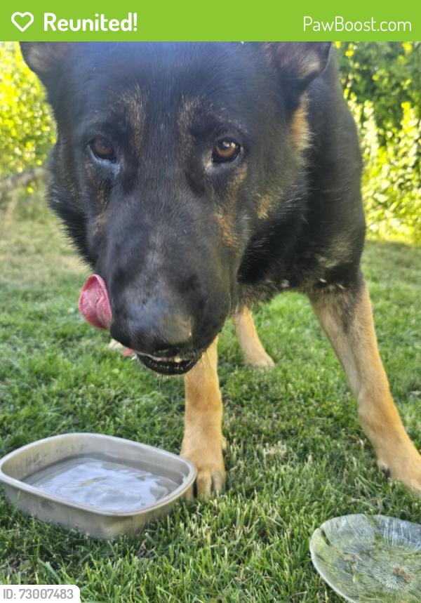 Reunited Male Dog last seen Tieton, Yakima, WA 98902