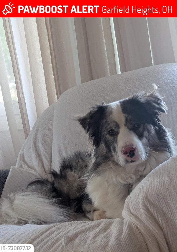 Lost Male Dog last seen Turney & Woodward Blvd , Garfield Heights, OH 44125