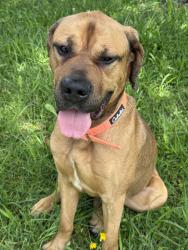 Found/Stray Male Dog last seen Old Summerville rd, Rome, GA 30165