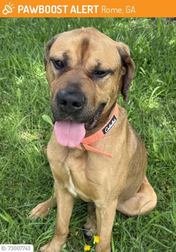 Found/Stray Male Dog last seen Old Summerville rd, Rome, GA 30165