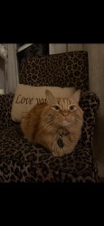 Lost Male Cat last seen Cherry Street Fontana CA, Fontana, CA 92337