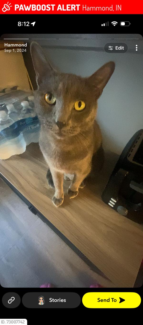 Lost Male Cat last seen Calumet, Hammond, IN 46324