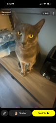 Lost Male Cat last seen Calumet, Hammond, IN 46324