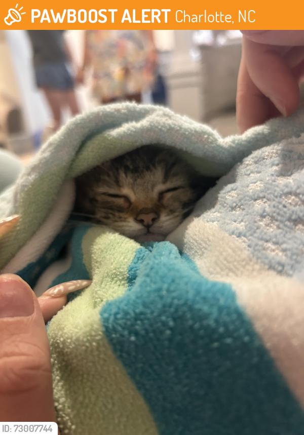Found/Stray Male Cat last seen Near railroad tracks in plaza midwood, Charlotte, NC 28205