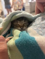 Found/Stray Male Cat last seen Near railroad tracks in plaza midwood, Charlotte, NC 28205