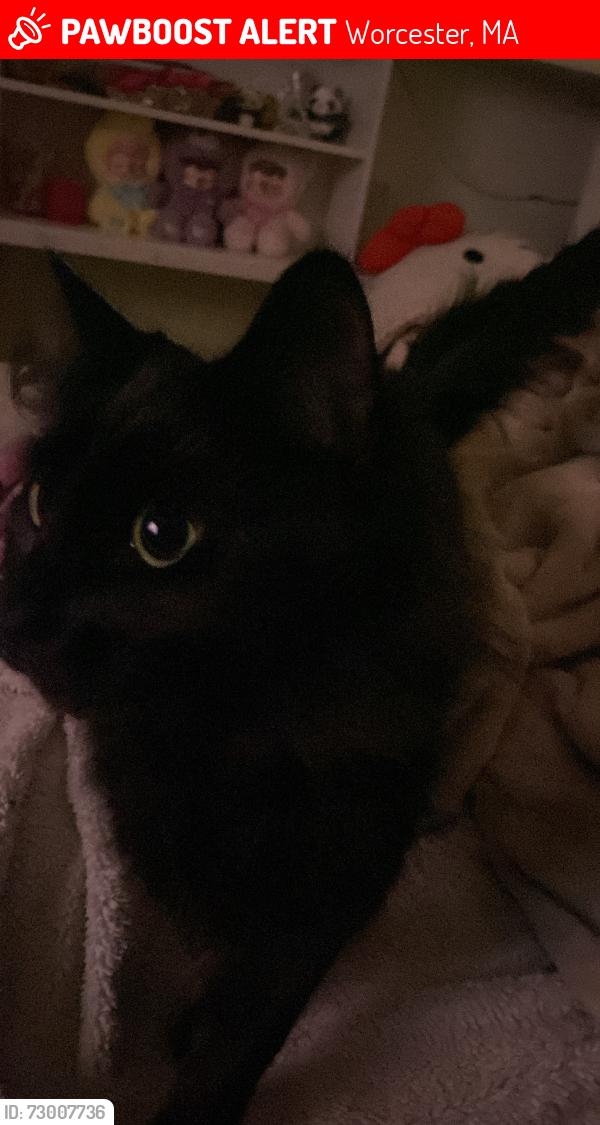 Lost Female Cat last seen Near mason st, Worcester, MA 01610