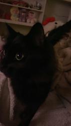 Lost Female Cat last seen Near mason st, Worcester, MA 01610