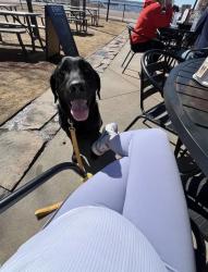 Lost Male Dog last seen Western and Waterloo, Edmond, OK 73025
