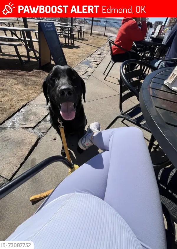 Lost Male Dog last seen Western and Waterloo, Edmond, OK 73025