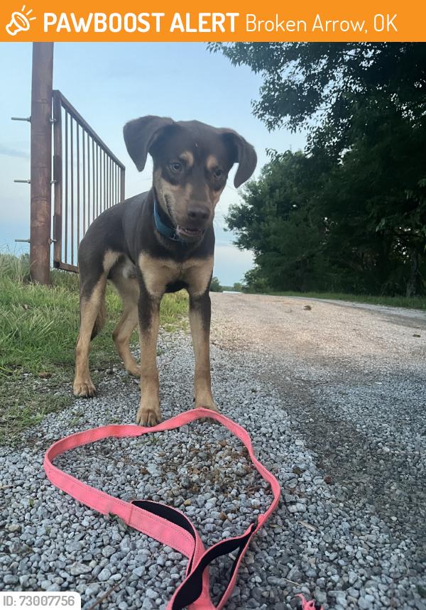 Found/Stray Male Dog last seen 121st st / 193rd e ave, Broken Arrow, OK 74014