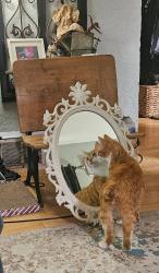 Lost Male Cat last seen Division street , Arlington, WA 98223