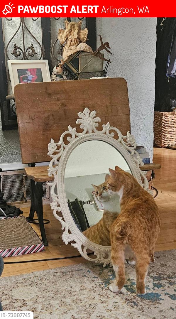 Lost Male Cat last seen Division street , Arlington, WA 98223
