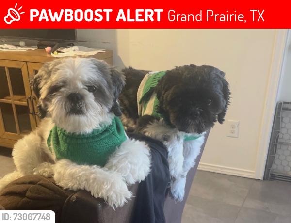 Lost Male Dog last seen Dorothy Dr , Grand Prairie, TX 75051