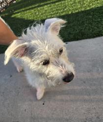 Found/Stray Female Dog last seen Sycamore and 21st, Los Angeles, CA 90016