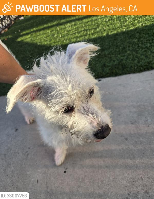 Found/Stray Female Dog last seen Sycamore and 21st, Los Angeles, CA 90016