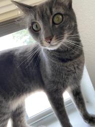Lost Male Cat last seen Rittenmore drive , Missouri City, TX 77489