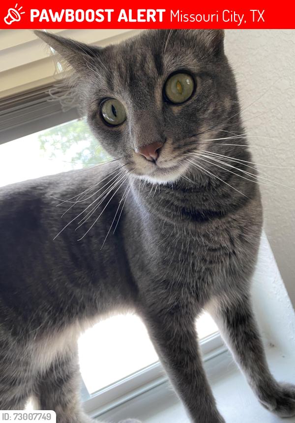 Lost Male Cat last seen Rittenmore drive , Missouri City, TX 77489