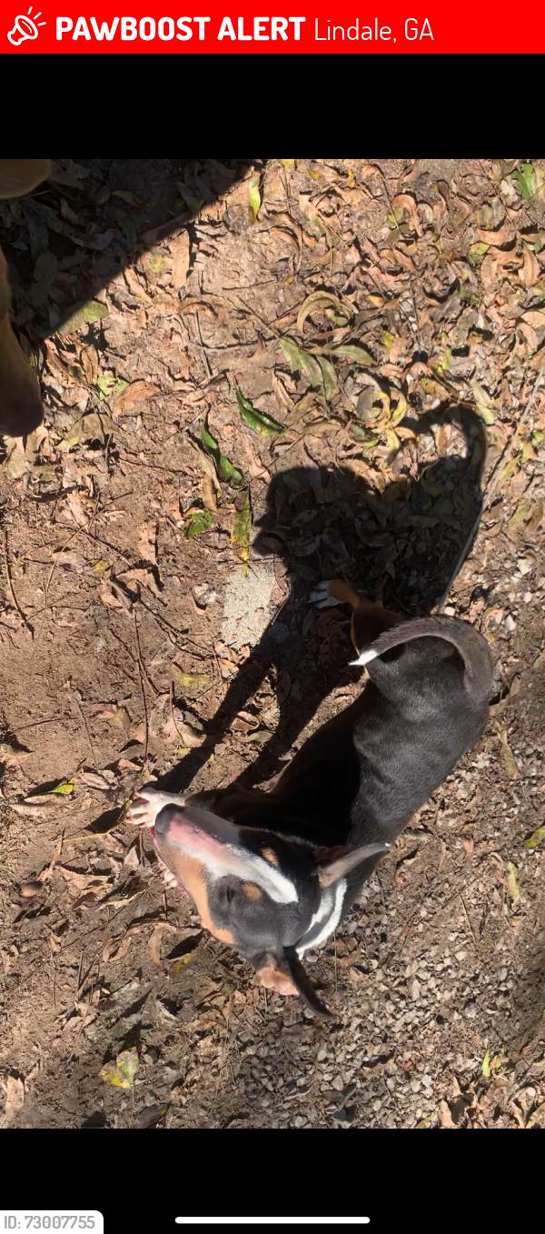 Lost Female Dog last seen The sledge, Lindale, GA 30147