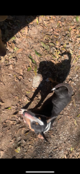 Lost Female Dog last seen The sledge, Lindale, GA 30147